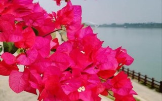 鲜花食庄生意怎么样（三角梅型庄怎么养）