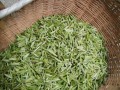 毛尖是哪里的茶（毛尖是那里产的茶）