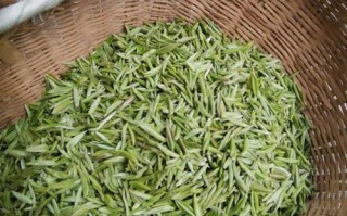 毛尖是哪里的茶（毛尖是那里产的茶）