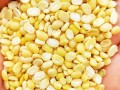 哪里有脱皮绿豆（哪里有脱皮绿豆卖）