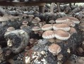 香菇是产地在哪里（香菇是长在什么地方的）