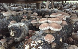 香菇是产地在哪里（香菇是长在什么地方的）