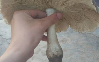 豆鸡菇哪里买（斗鸡菇的家常做法）