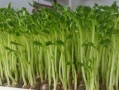浙江有豌豆尖吗,豌豆尖哪里老是发芽