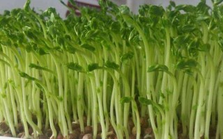 浙江有豌豆尖吗,豌豆尖哪里老是发芽