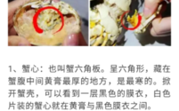 螃蟹的腮在哪里（螃蟹的腮在哪里图片）