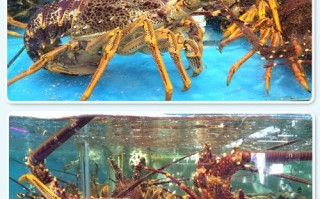 澳洲龙虾是哪里的（澳洲龙虾原产地在哪）
