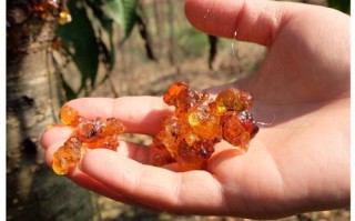 桃胶产地哪里好？桃胶产地哪里好,哪里桃胶好一点是哪里产的