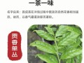 因味茶生意怎么样（单丛为什么一股茉莉花味）
