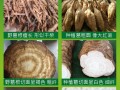 葛根哪里的好（葛根粉买什么地方最好最纯）
