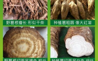 葛根哪里的好（葛根粉买什么地方最好最纯）