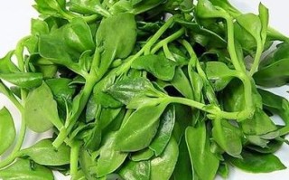 蔬菜穿心莲在窒内养有净化空气作用吗,穿心莲哪里有得卖
