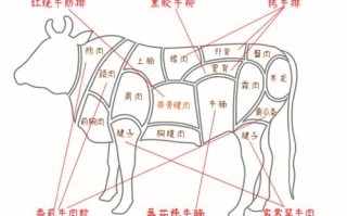 牛肉哪个部位最好吃牛肉,牛肉身上哪个部位的肉最好
