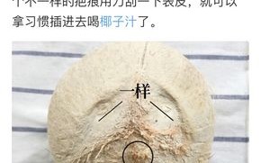 椰子上为什么有三个孔,椰青的孔在哪一头