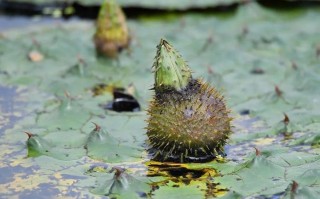 北方芡实哪里的好,哪里芡实最好