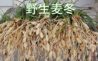 麦冬哪里好（麦冬哪里产的药效最好）