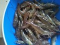鲜虾哪里（鲜虾在哪）