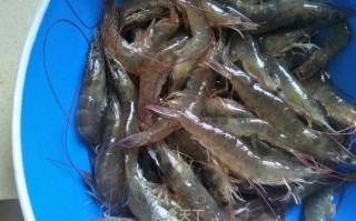 鲜虾哪里（鲜虾在哪）