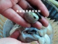 墨鱼为什么不宜吃,墨鱼哪里不能吃图解
