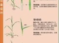 小麦从哪里走（小麦从哪里走出来的）