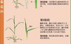 小麦从哪里走（小麦从哪里走出来的）