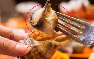 海螺哪里不能吃（海螺哪里不能吃图解视频）