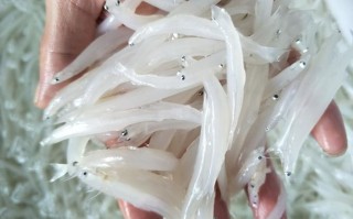 银鱼哪里买（新鲜银鱼回家后怎么保存）