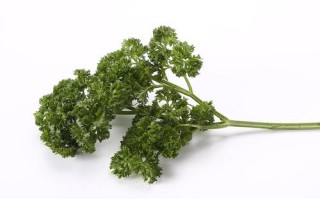 荷兰芹在中国叫什么,荷兰芹菜哪里有卖