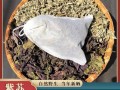 紫苏包哪里有卖（紫苏包哪里有卖的）