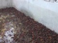 2024年小龙虾还能养吗,小龙虾前景如何