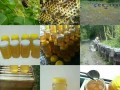 哪里椴树蜜最好（哪里椴树蜜最好吃）