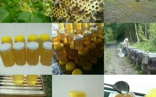 哪里椴树蜜最好（哪里椴树蜜最好吃）