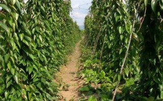 淮山长在哪里（山药的植物状态）