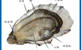 生蚝 内脏 在哪里（生蚝有没有肠子）