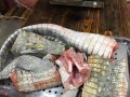 武汉哪里能吃饭鳄鱼肉（武汉哪里能吃饭鳄鱼肉的）