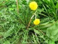 蒲公英哪里的好（蒲公英哪里的好吃）
