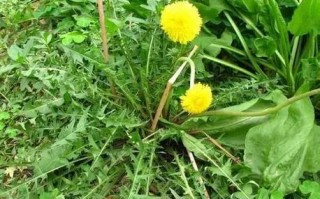 蒲公英哪里的好（蒲公英哪里的好吃）