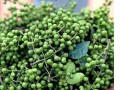 青花椒哪里的最好（四川青花椒哪里的最好）