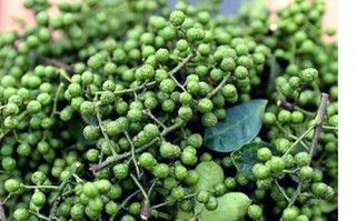 青花椒哪里的最好（四川青花椒哪里的最好）