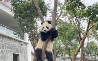 西安哪里能吃到梅菜饼（秦岭四宝科学公园有吃饭的地方吗）