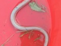 白鳝鱼哪里有（白鳝鱼哪里有卖的）