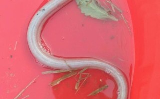 白鳝鱼哪里有（白鳝鱼哪里有卖的）