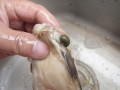 河蚌吃哪里（河蚌吃什么地方）
