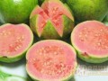 番石榴全部可以吃吗,番石榴吃哪里最好吃