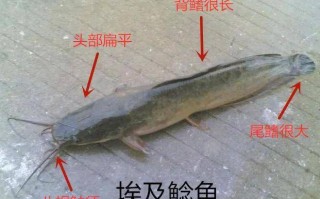鲶鱼在市场上怎么那么便宜？我听很多人说城里人都不怎么吃，说对身体不好，是这么回事吗？那怎么个不好呢,鲶鱼哪里有卖的啊