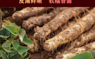 河南山药哪里的最好（河南山药哪里的最好吃）