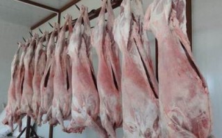 哪里羊肉膻味最大（什么羊肉膻味大）
