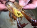 龙虾尾有虾线吗,小龙虾的虾线在哪儿