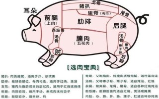 猪肉排是哪里（五花肉位于猪身体的哪个部位呢）