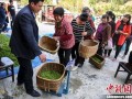 哪里收购茶辣子（哪里收购茶辣子最多）